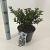 Ilex meserv. Gentle Pot 3 liter 25-30cm
