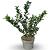 Ilex meserv. Heckenfee Pot 4 Liter 40 - 60 cm