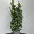 Ilex meserv. Heckenfee Pot 10 liter 80 - 100 cm