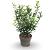 Ilex meserv. 'Heckenpracht' Pot 4 Liter 40 - 60 cm