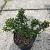 Ilex meserv. 'Horstmann Mini' Pot 2 Liter 10 - 20 cm