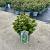 Ilex meserv. Little Rascal Pot 5 Liter 30 - 40 cm