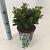 Ilex meserv. Little Rascal Pot 3 liter 20-25cm 