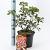 Kalmia lat. 'Bandeau' Pot 4 liter 25-30cm