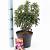 Kalmia lat. 'Little Linda' Pot 3 liter 25-30cm