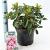 Kalmia lat. 'Olympic Fire' Pot 4 liter 25-30cm