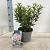 Kalmia lat. 'Tiddlywinks' Pot 3 liter 25-30cm