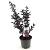Lagerstroemia Black Solit. Series Pot 3 Liter 40 - 50 cm