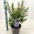 Lagerstroemia i. With Love Babe Pot 5 Liter 40 - 60 cm