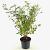 Lespedeza thunbergii Pot 3 Liter 40 - 50 cm