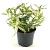 Leucothoe f. 'Rainbow' Pot 2 Liter 20 - 30 cm