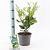 Ligustrum j. 'Texanum' Pot 2 liter 25-30cm
