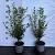Ligustrum ovalifolium Pot 2 Liter40 - 60 cm
