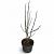 Magnolia kobus Pot 4 Liter 60 - 80 cm