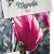 Magnolia 'Ricki' Pot 5 Liter 40 - 50 cm