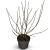 Magnolia stellata Pot 4 Liter 40 - 60 cm