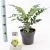 Mahonia media 'Winter Sun' Pot 2 liter 25-30cm
