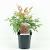 Nandina d. 'Gulf Stream' Pot 2 Liter30 - 40 cm