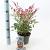Nandina d. Red Light Pot 2 Liter 20 - 30 cm