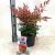 Nandina domestica Obsessed Pot 2 Liter 20 - 30 cm