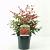 Nandina domestica Obsessed Pot 2 Liter30 - 40 cm