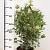 Osmanthus heter. 'Goshiki' Pot 5 Liter 60 - 80 cm