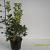 Osmanthus heter. 'Goshiki' Pot 4 Liter 40 - 50 cm