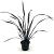 Phormium 'Platt's Black' Pot 2 Liter 20 - 30 cm