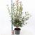 Photinia fraseri Carré Rouge Pot 5 Liter 60 - 70 cm