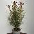 Photinia fraseri Carré Rouge Pot 15 liter 80 - 100 cm