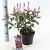 Photinia fraseri Carré Rouge Pot 2 liter 25-30cm