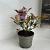Photinia fraseri Pink Marble Pot 2 liter 25-30cm