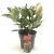 Photinia serratifolia Pink Crispy Pot 2 Liter 20 - 30 cm