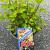 Physocarpus op. Raspberry Lemonade Pot 3 liter 25-30cm
