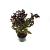 Physocarpus opulif. Diable d'Or Pot 3 Liter 40 - 50 cm