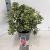 Pieris jap. Polar Passion Pot 5 Liter 30 - 40 cm