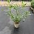 Prunus l. 'Caucasica' Pot 3 Liter 60 - 80 cm