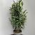 Prunus l. Elly Pot 15 liter 80 - 100 cm
