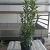 Prunus l. Elly Pot 15 liter 100 - 125 cm