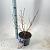 Prunus nipponica 'Brillant' Pot 3 Liter 30 - 40 cm