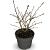 Prunus nipponica 'Brillant' Pot 4 Liter 40 - 60 cm