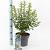 Prunus tomentosa Pot 5 Liter 30 - 40 cm