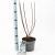 Prunus tomentosa Pot 3 Liter 30 - 40 cm