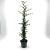 Pyracantha 'Soleil d'Or' Pot 3 Liter 60 - 80 cm