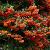 Pyracantha 'Teton' Pot 2 Liter30 - 40 cm