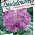Rhododendron 'Catawb. Grandiflorum' Pot 40 Liter 80 - 100 cm