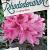 Rhododendron 'Cosmopolitan' Pot 70 Liter 