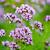 Origanum vulgare Pot 9 cm