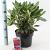 Rhododendron 'Nova Zembla' Pot 5 Liter 30 - 40 cm