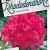 Rhododendron 'Nova Zembla' Pot 70 Liter 